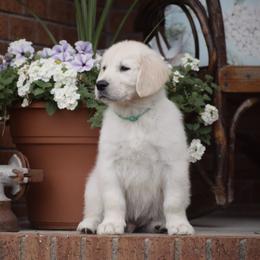 Golden Retriever Puppies from Wise-Taylor Goldens