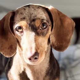 Dachshunds from Happy Holidays Miniature Dachsunds