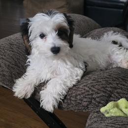 Poodle, Yorkipoo, and Yorkshire Terrier Puppies from Sonshine Yorkies