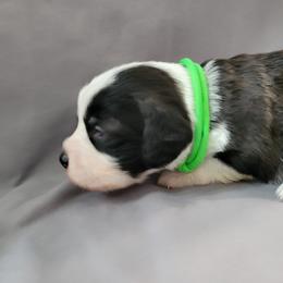 Cathy - Black tri-color female Assorted Doodle Crosses puppy in Blackfoot, Idaho from Lucky Pup Meadows