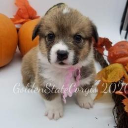 Pembroke Welsh Corgi Puppies from Golden State Corgis