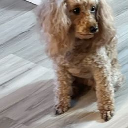 Lily - Poodle