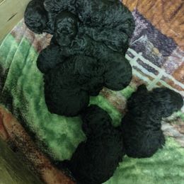 Poodle Puppies from Majestic Royalty Poodles