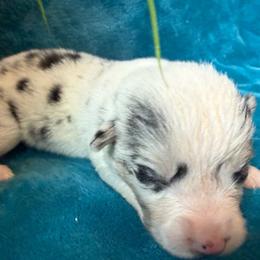 Thistle - Blue merle and white male American Corgi puppy in Scottown, Ohio from Wyndy Ridge Corgis