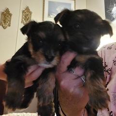 Yorkshire Terrier Puppies from Baker's Babies