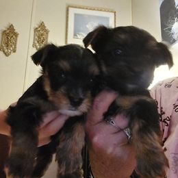 Yorkshire Terrier Puppies from Baker's Babies