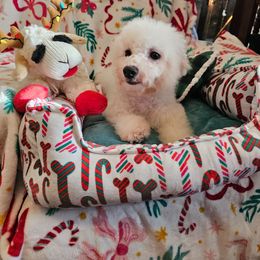 Pinkie - White and buff female Bichon Frise puppy in Chatham, Illinois from Bichon Frise Partnership