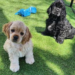 Buff boy - Buff male Cocker Spaniel puppy in Warner Robins, Georgia from Che-Lee Cockers
