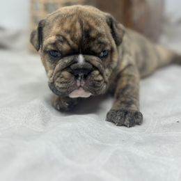 Snickers (BOY) - Fawn brindle and white male Bulldog puppy in Wagoner, Oklahoma from Bre's Bulldogs