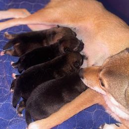 Shiba Inu Puppies from ScrapiShibas