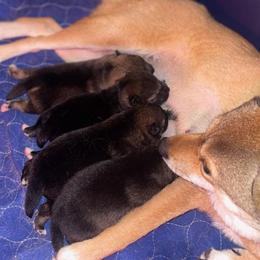 Shiba Inu Puppies from ScrapiShibas