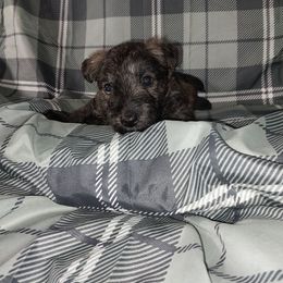 Grant - Boy - Red brindle male Scottish Terrier puppy in San Antonio, Texas from Christie Gregory's Scotties