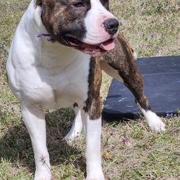 Kai - American Staffordshire Terrier
