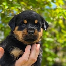 Kitanna - Black and mahogany female Rottweiler puppy in Cottage Grove, Oregon from Divine Rottweilers