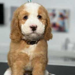 Brown-noah - Red male Bernedoodle puppy in Yuciapa, California from AlltheDoodlez_