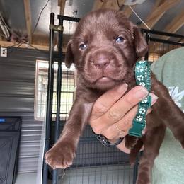Green - Chocolate male Labrador Retriever puppy in Newton Grove, North Carolina from Wayalife Labradors & Gsp’s