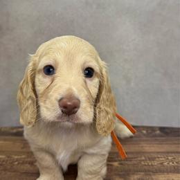 Sailor - Red female Dachshund puppy in Bowerston, Ohio from Hangin’ H Kennels, LLC