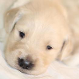 Golden Retriever Puppies from UnrivaledGoldens