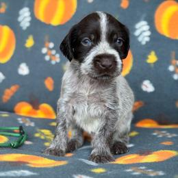 Green Boy - Liver and white male German Wirehaired Pointer puppy in Reddick, Florida from Afterhours German Wirehaired Pointers and Basset Fauve de Bretagne