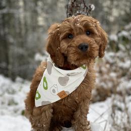 Cavapoo and Cockapoo Puppies from Heavenly puppies to love