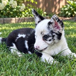 KC - Blue merle and white female Cardigan Welsh Corgi puppy in Kerens, West Virginia from Leather & Lace