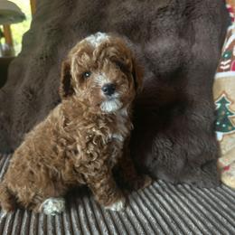 Blue Male - Red  male Goldendoodle puppy in Bristol, Tennessee from 4goldendoodles