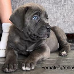 Yellow collar female - Gray brindle female Cane Corso puppy in Atlanta, Georgia from Cane Corso’s of Atlanta