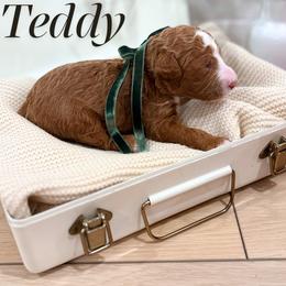 Teddy - male Australian Mountain Doodle puppy in Land O' Lakes, Florida from Olive’s Little Farmhouse Doodles