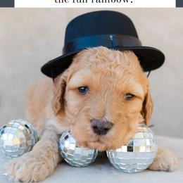 Aussiedoodle and Goldendoodle Puppies from Ever After Doodles Arizona