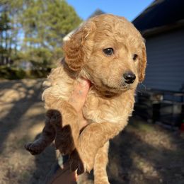 Goldendoodle Puppies from DeBerrys Doodles