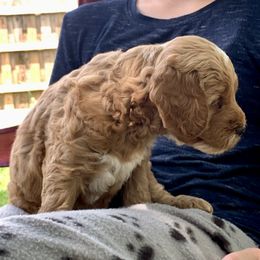 Goldendoodle Puppies from Fort Worth Goldendoodles