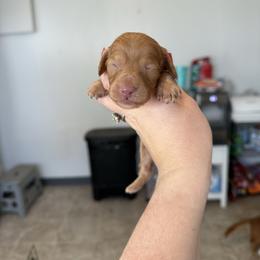 Boy 1 - Cream male Dachshund puppy in Las Animas, Colorado from J&D Dachsies