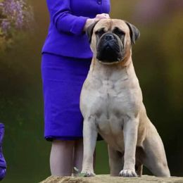 Bullmastiffs from Hurricane Bullmastiffs