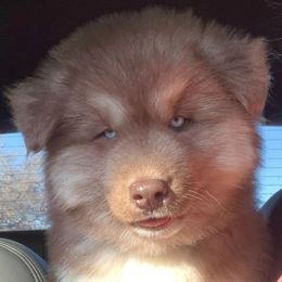 Siberian Huskies from Bogarts Legacy ..... Wooly Siberian Husky Puppies