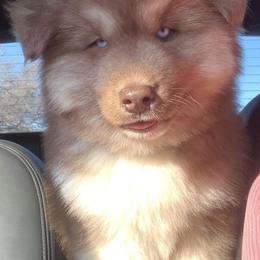 Siberian Huskies from Bogarts Legacy ..... Wooly Siberian Husky Puppies