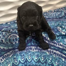 Green-Mini - Black male Goldendoodle puppy in Millville, New Jersey from Michelle's Doodles