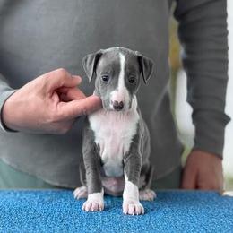Boy 2 - Blue male Italian Greyhound puppy in Sugar Valley, Georgia from Pinnacle Farm and Kennel