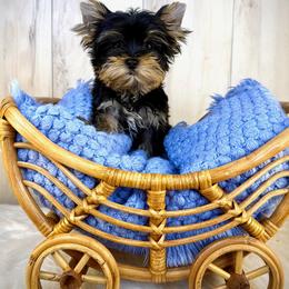 Rocky - Black and tan male Yorkshire Terrier puppy in Roseville, California from Blueberry Brook Yorkies