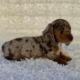 AKC Alex - Dapple male Dachshund puppy in Colbert, Oklahoma from Brooke Crenshaw