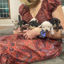 Border Collie and Miniature Schnauzer Puppies from Circle R Sidney