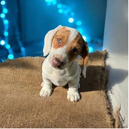 Chihuahua and Dachshund Puppies from Little Pawz, LLC