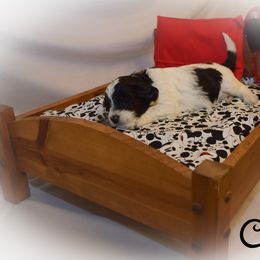 Goldendoodle Puppies from Tbear's Doodles