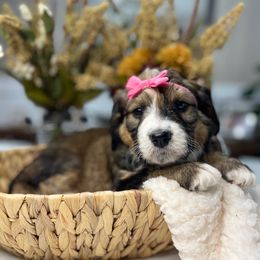 Bernedoodle and Goldendoodle Puppies from Apricot Roots Doodles
