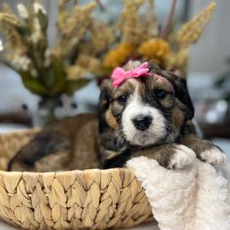 Bernedoodle and Goldendoodle Puppies from Apricot Roots Doodles