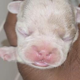 Leo - White and fawn male French Bulldog puppy in Joliet, Illinois from MarvelousFrenchies
