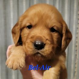 Bel Air (Blue Collar) - Dark golden male Golden Retriever puppy in Scurry, Texas from 07 Seven Oaks Goldens and Doodles