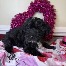 Daisy - Black female Yorkipoo puppy in Henderson, North Carolina from Dorans Danes and Doodles