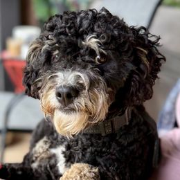 Becca - Bernedoodle