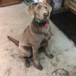 Dilute Retrievers and Labrador Retrievers from Megans Labradors