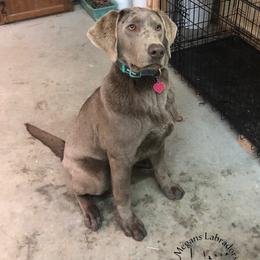 Dilute Retrievers and Labrador Retrievers from Megans Labradors